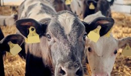 Carlisle: Developing the rumen for optimum calf health